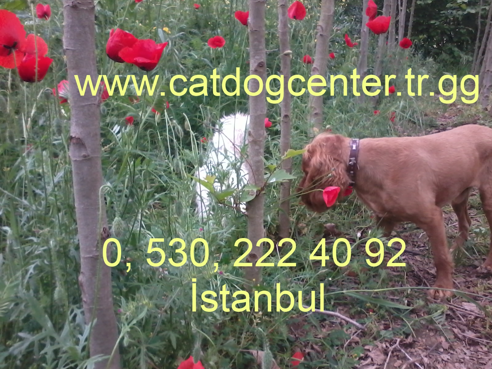 sahibinden köpek oteli İstanbul