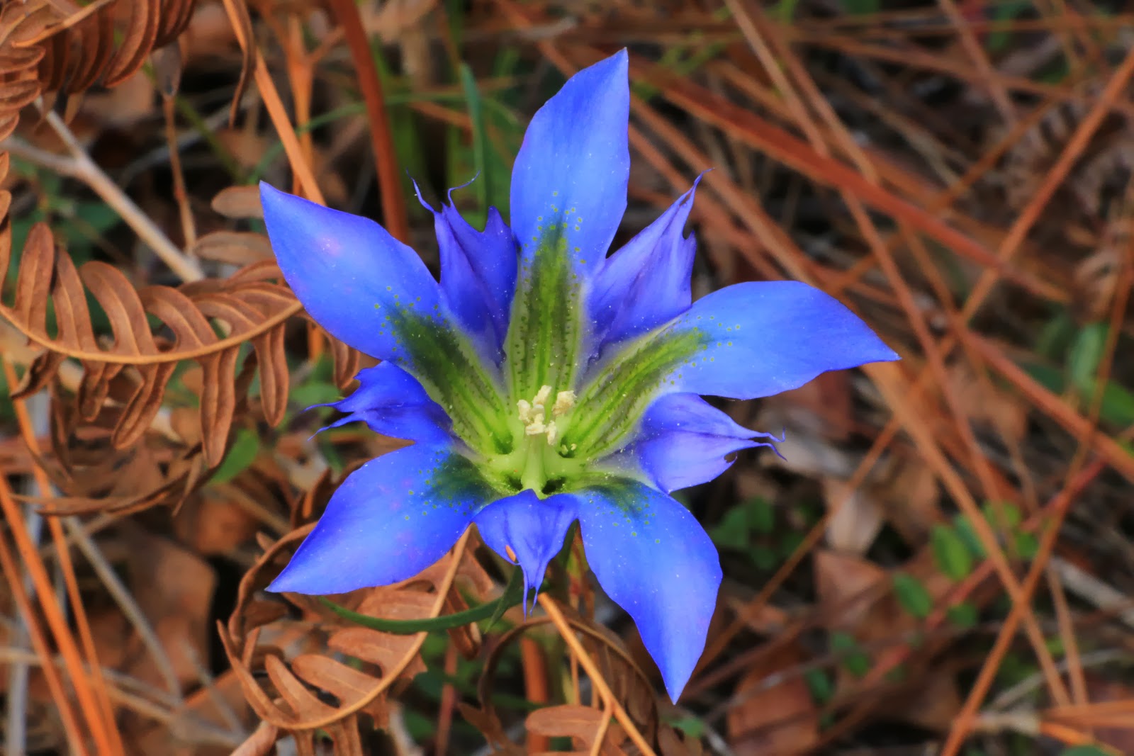 Flower Homes Gentiana Flowers