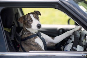 anjing bawa kereta