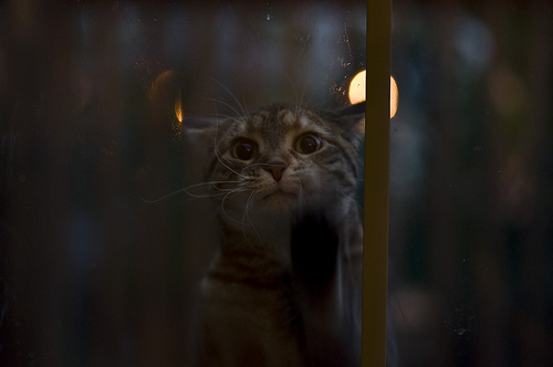 Gato e chuva, será que é uma boa combinação?