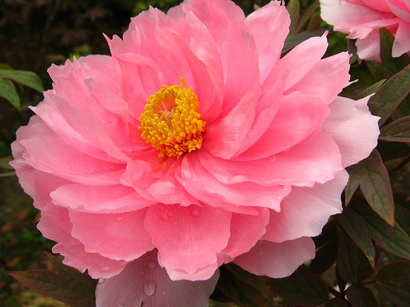 Y nghia cua hoa mau don - Xăm nghệ thuật - Hình xăm đẹp