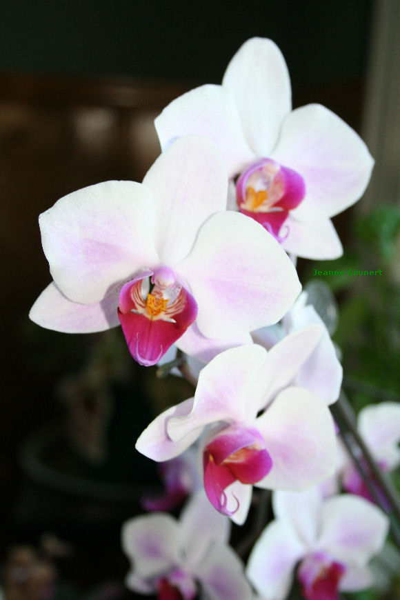 Seven Oaks, Home and Garden Joy If You Can Grow African Violets, You