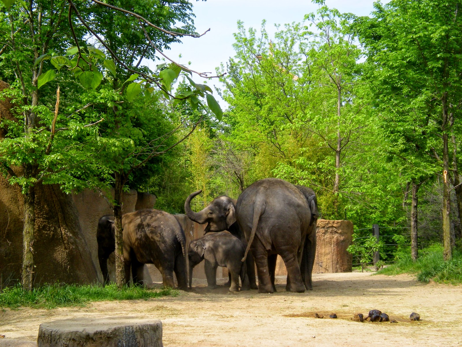 Craves, Caves, & Graves St Louis Zoo Cute Animals Bonus Edition!