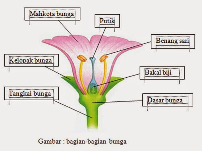 Mengenal Bagian Bagian Bunga Biologi And Scinece