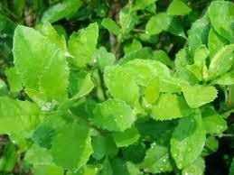 manfaat dan kegunaan tumbuhan beluntas kesehatan