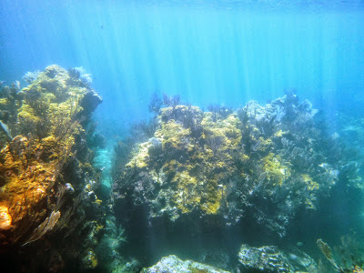 www.sailingoceanofdreams.blogspot.com