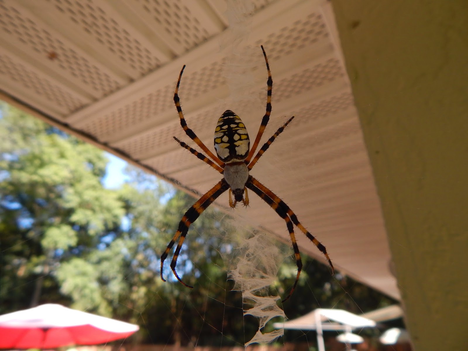 Floridian Nature Banana spiders in all their splendor