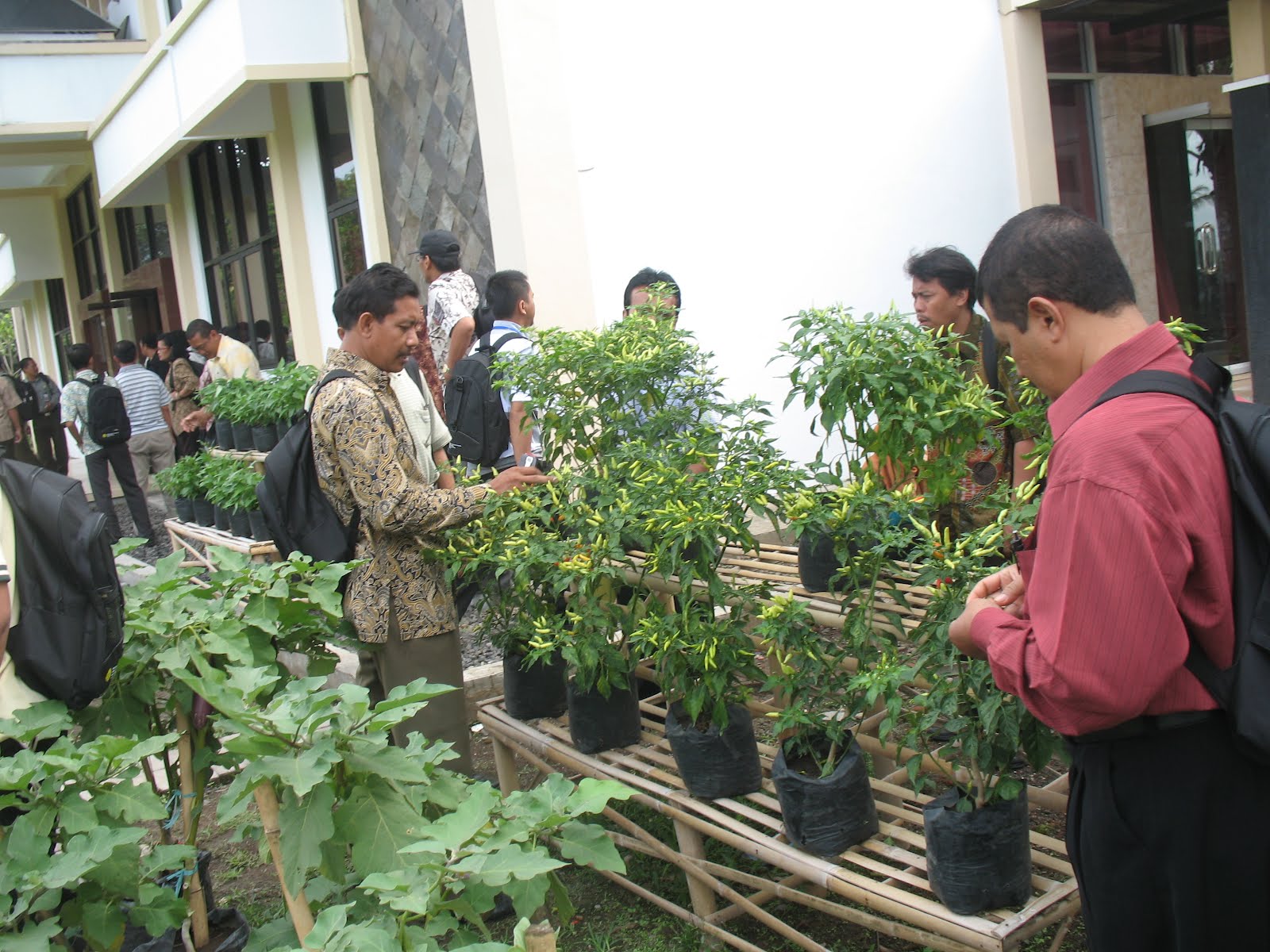 BALAI PENYULUHAN PERTANIAN KEDAMEAN: PEMANFAATAN LAHAN PEKARANGAN