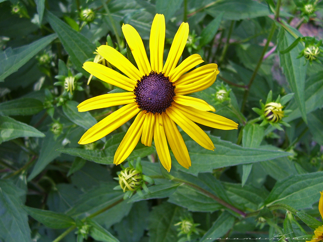 casey/artandcolour July 2013