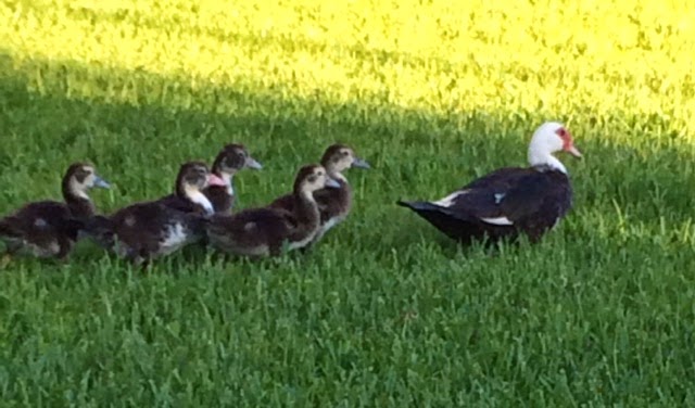 The baby ducks are growing up.