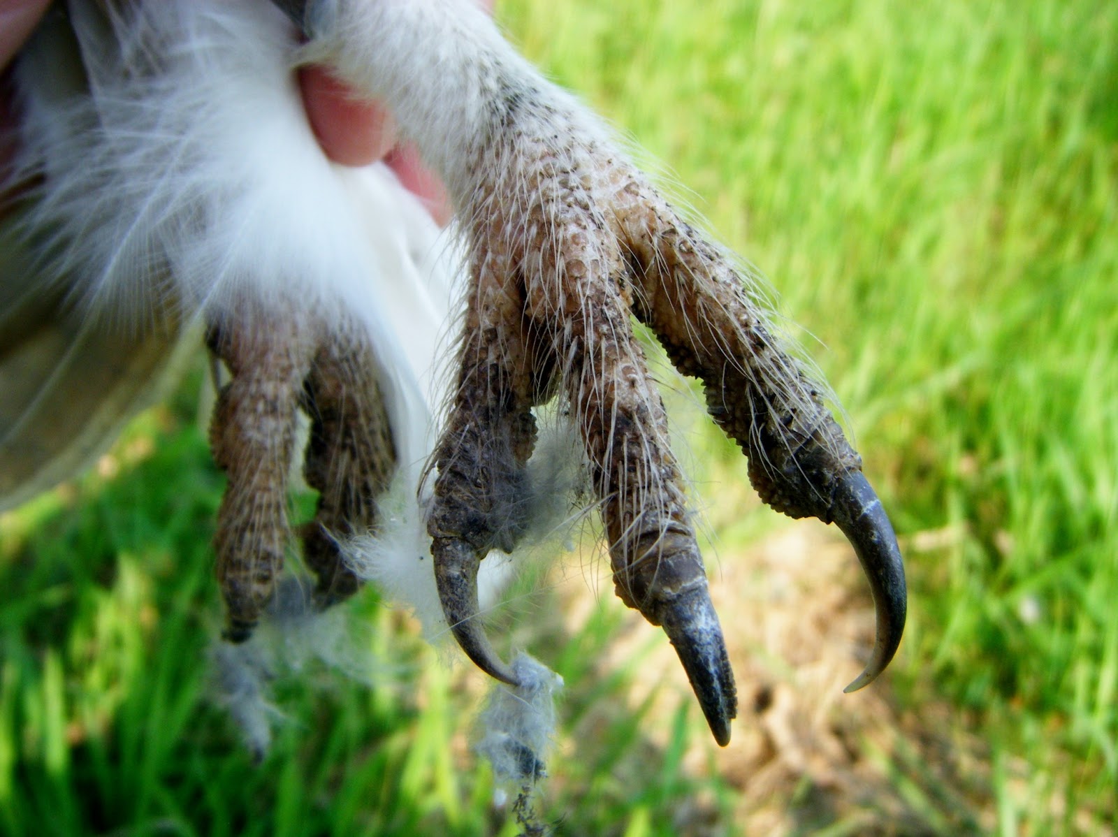 Mid Cheshire Barn Owls Talon Flange