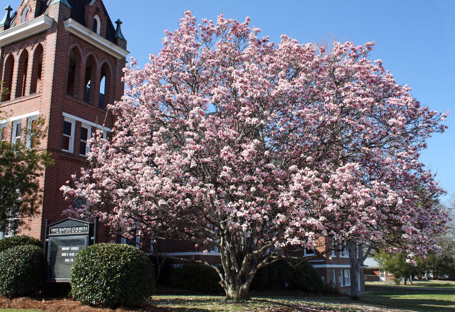 Southern Lagniappe Pink Magnolias