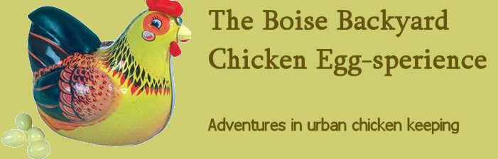 The Boise Backyard Chicken Experience
