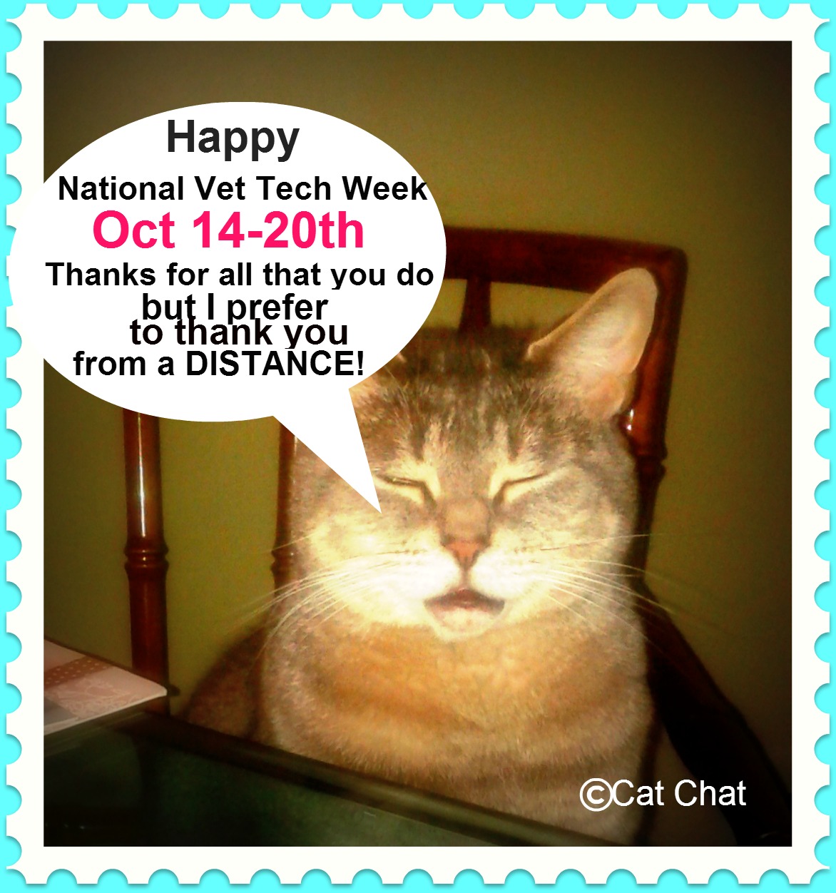 Cat Chat With Caren And Cody Have YOU thanked YOUR Vet Tech today?