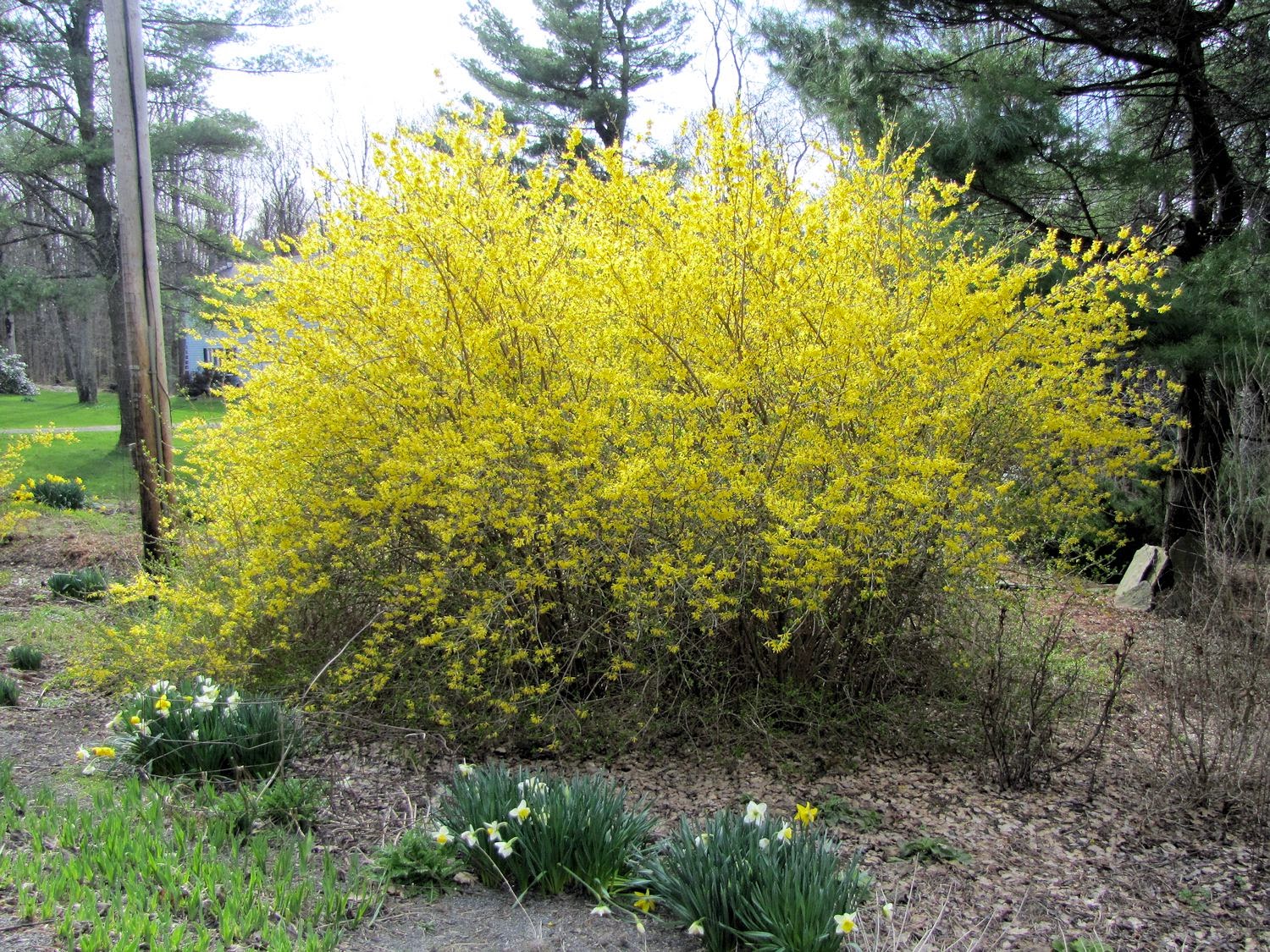 March Blooms In My Georgia Garden Forsythia