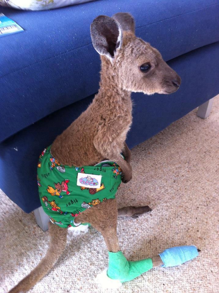 http://2.bp.blogspot.com/-_Q2dye_mBRE/UKZ5U4m65RI/AAAAAAAAbJA/ml7K6U2afYg/s1600/cute-baby-kangaroo-wears-diaper.jpg