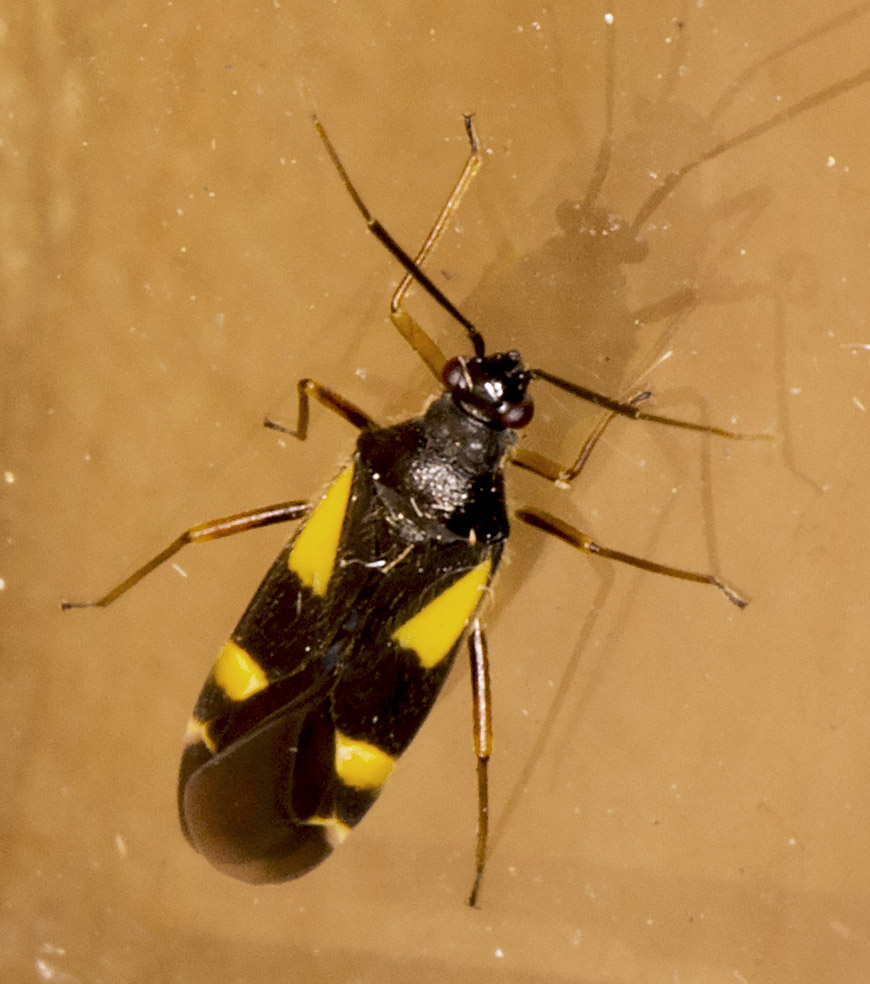 Dryophilocoris flavoquadrimaculatus. In my garden light trap in Hayes on 21 May 2014. Dryophilocoris flavoquadrimaculatus. In my garden light trap in Hayes on 21 May 2014.