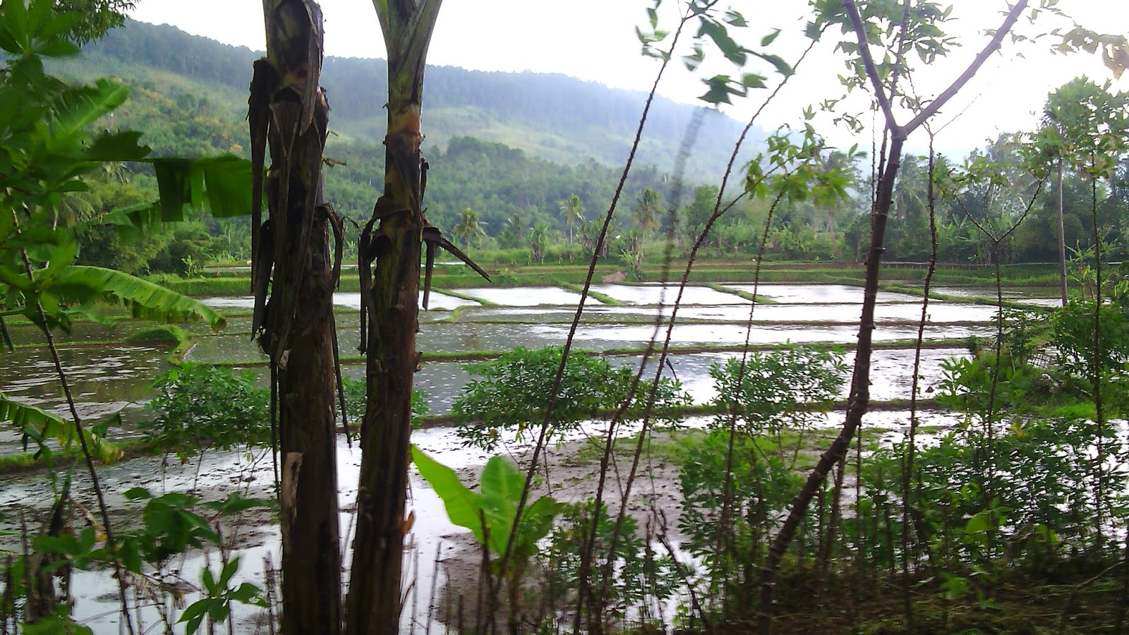 tanah dijual di sukabumi tanah dijual di sukabumi