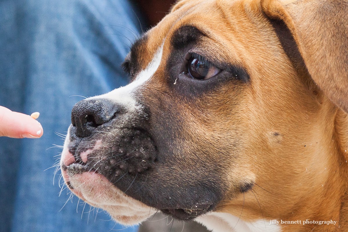 non registered boxer puppies for sale near me non registered boxer puppies for sale near me