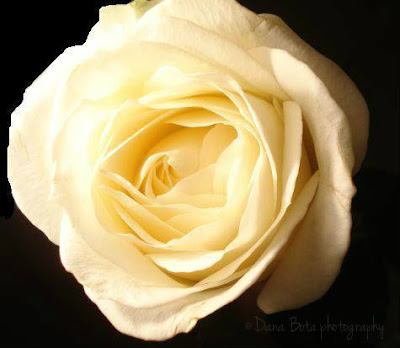 Hope cream rose