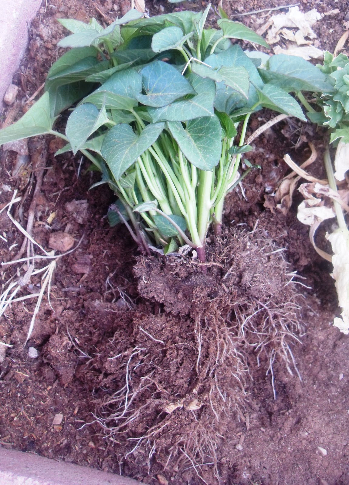 The Scientific Gardener All Purple Sweet Potato