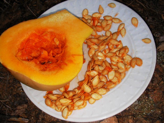 preparing butternut squash for bearded dragon