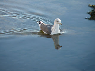 Gaviota