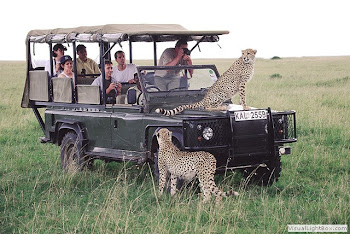 Wildlife Safaris