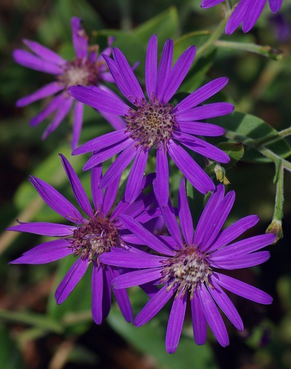 Symphyotrichum Georgianum