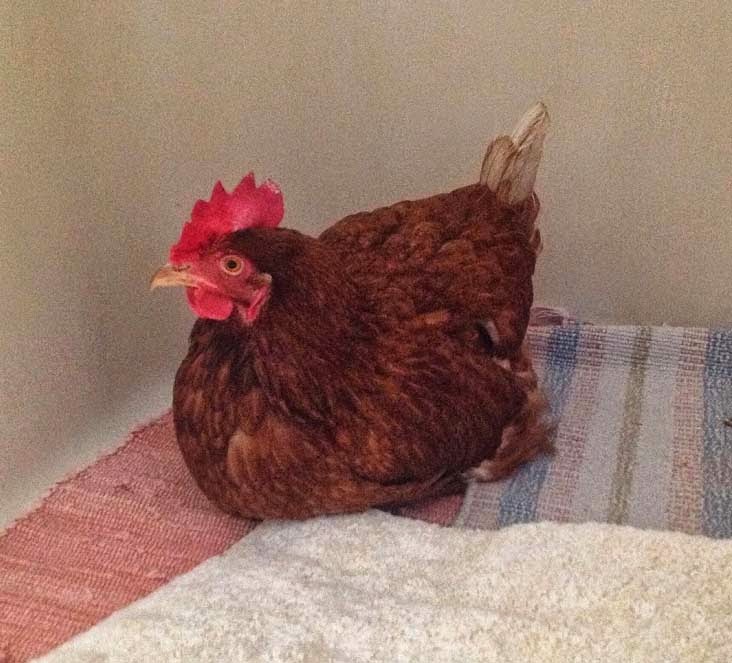 Katie's Farm Tapeworms & Chickens... Advice Needed!