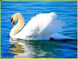 Cygne.