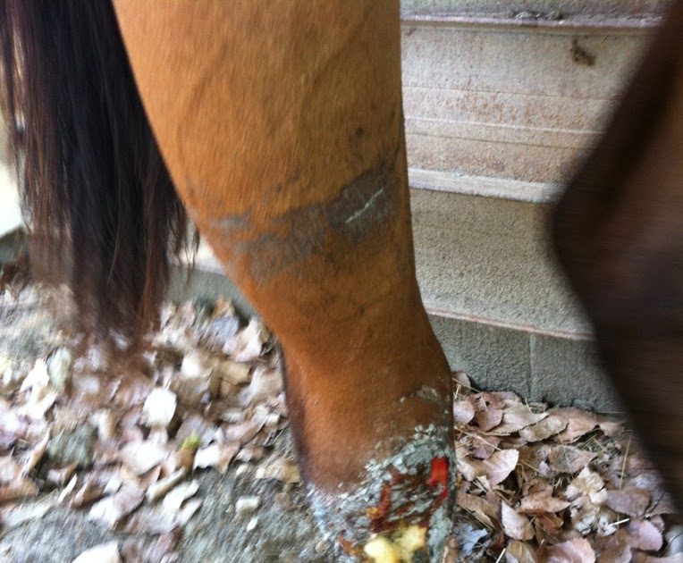 Equine Acupuncture Training Articles Treatment of wound on horse