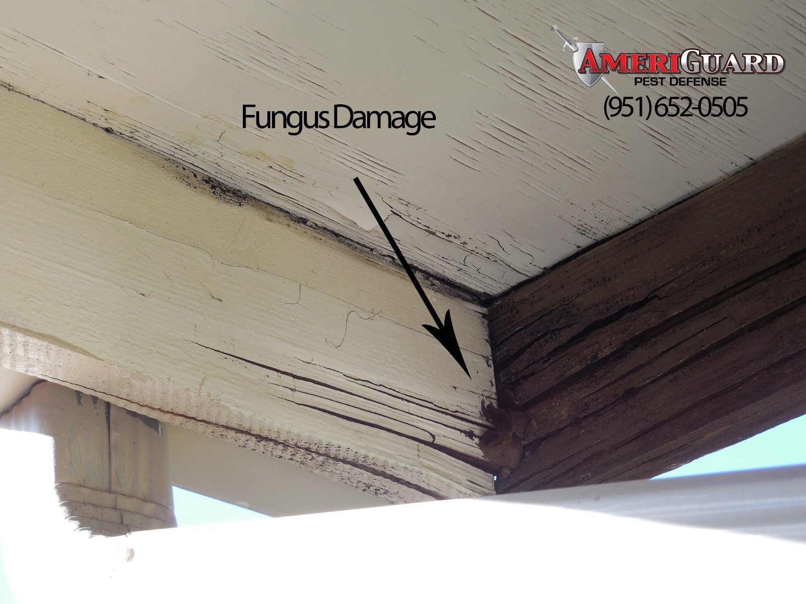 Pest, Termite, Gopher control in Temecula, Murrieta, Hemet, Moreno