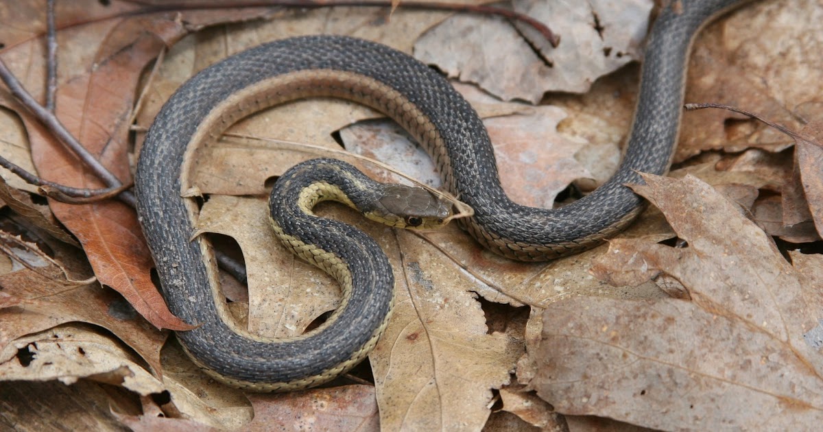 Isabella Conservation District Environmental Education Program Native