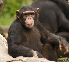 Hasil gambar untuk simpanse
