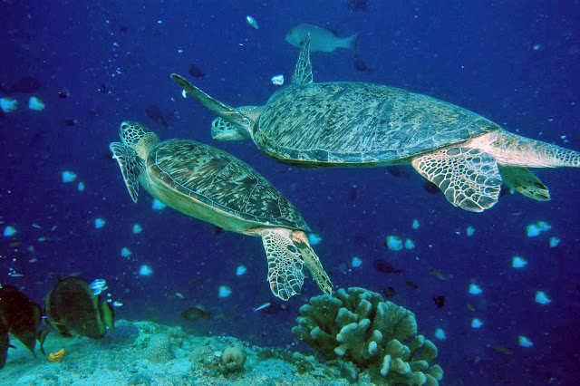 Top 10 The Best Dive Sites In Southeast Asia Top 10 The Best Dive Sites In Southeast Asia