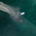 Mysterious Sea Creature of Corfu