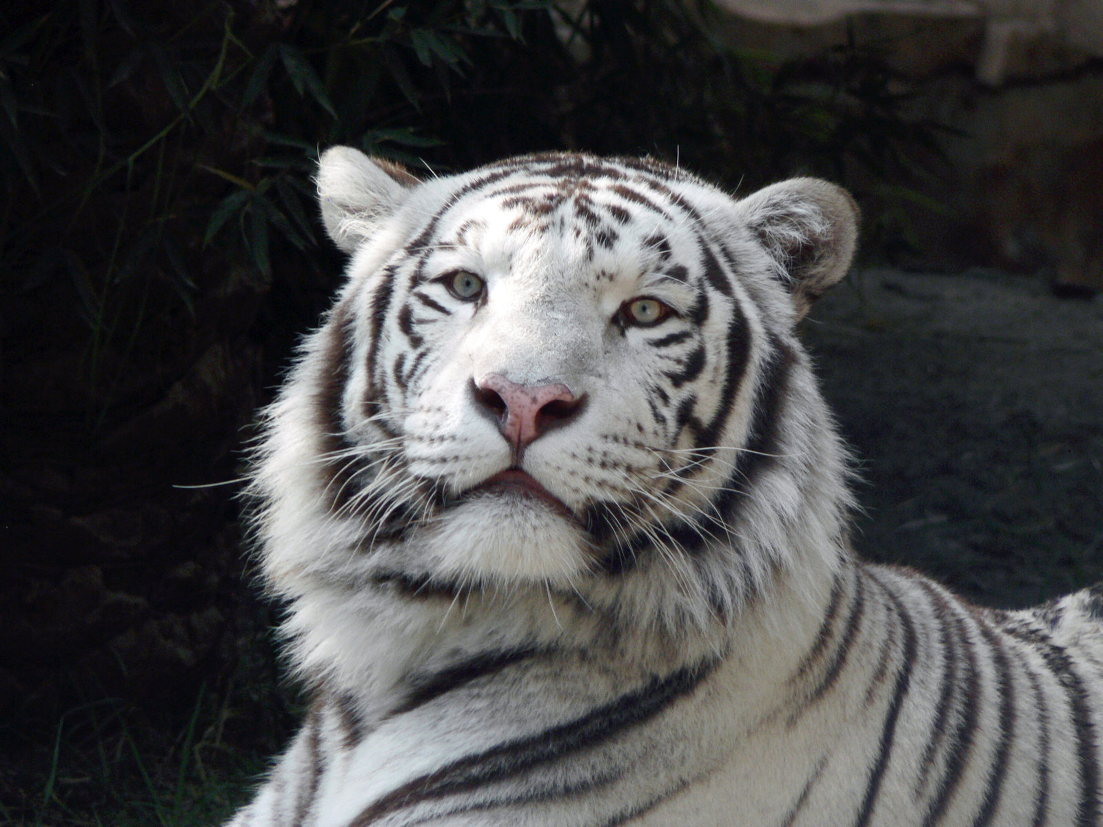 White Tiger HD Wallpapers (High Definition) Free Background