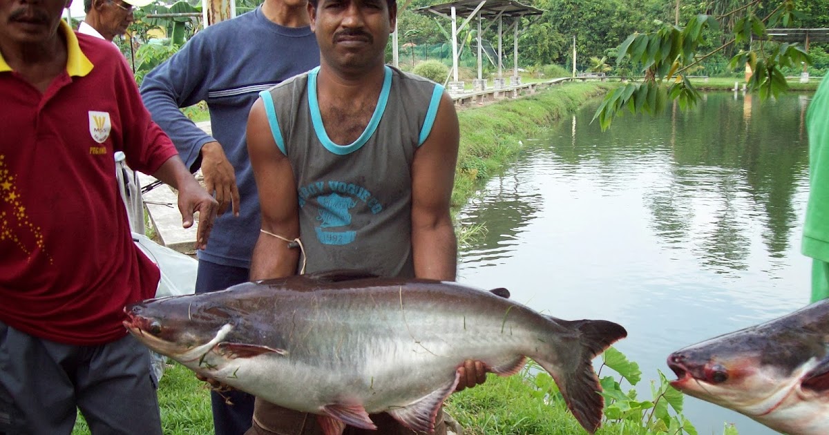 WARTA PANCING: Patin Si Hiu Air Tawar