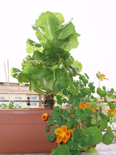 lechuga maravilla