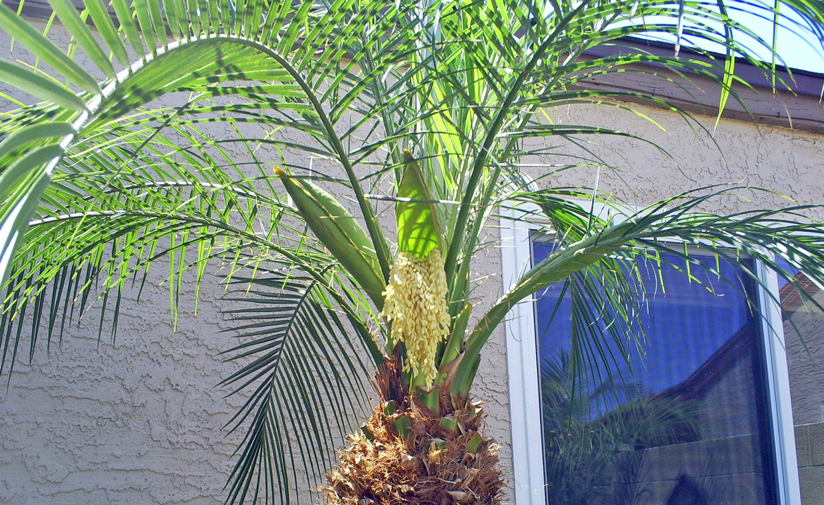 Brad's Tropical Paradise Pods on your palm tree