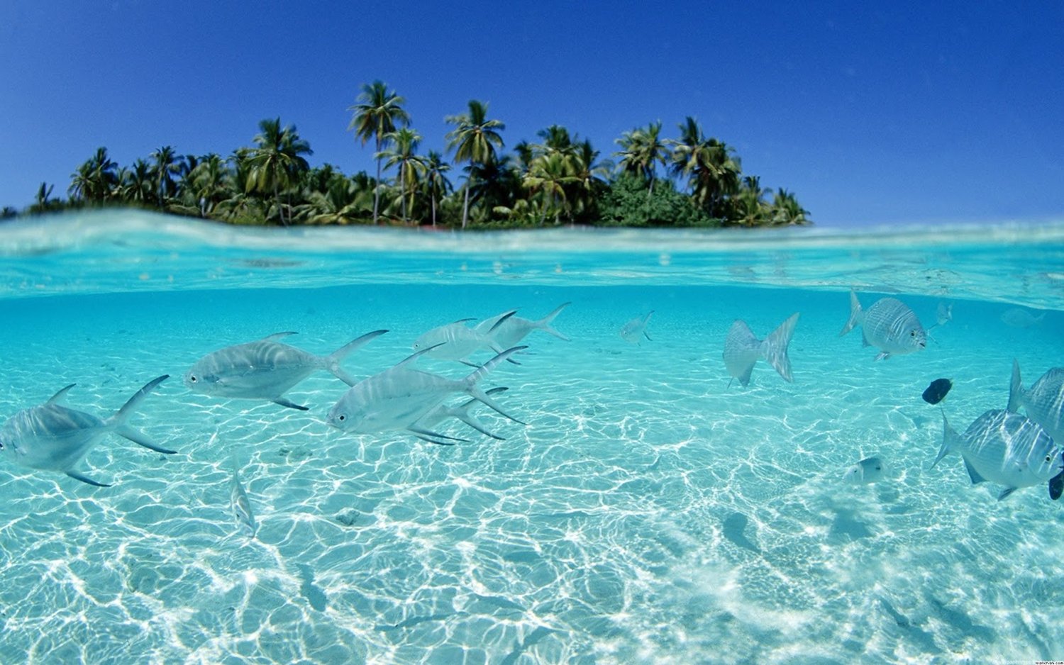 Isla La Tortuga se prepara para los Carnavales Noticias Digital58