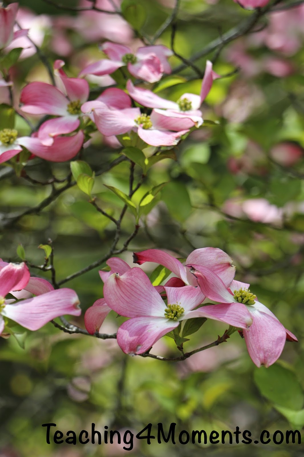 Teaching 4 Moments-Pink flowering Dogwood tree