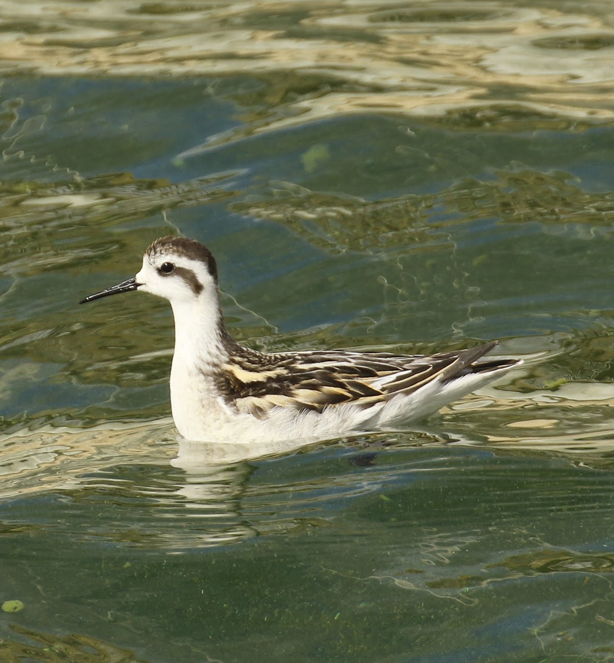 Red necked Phalarope