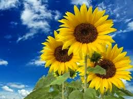 Girasoles