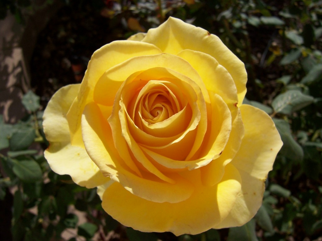 saint rose August 23 a member of the third order of saint dominic, saint rose of lima lived a life of penance and holiness at home under the disapproving eyes of her pare. saint rose August 23 a member of the third order of saint dominic, saint rose of lima lived a life of penance and holiness at home under the disapproving eyes of her pare.