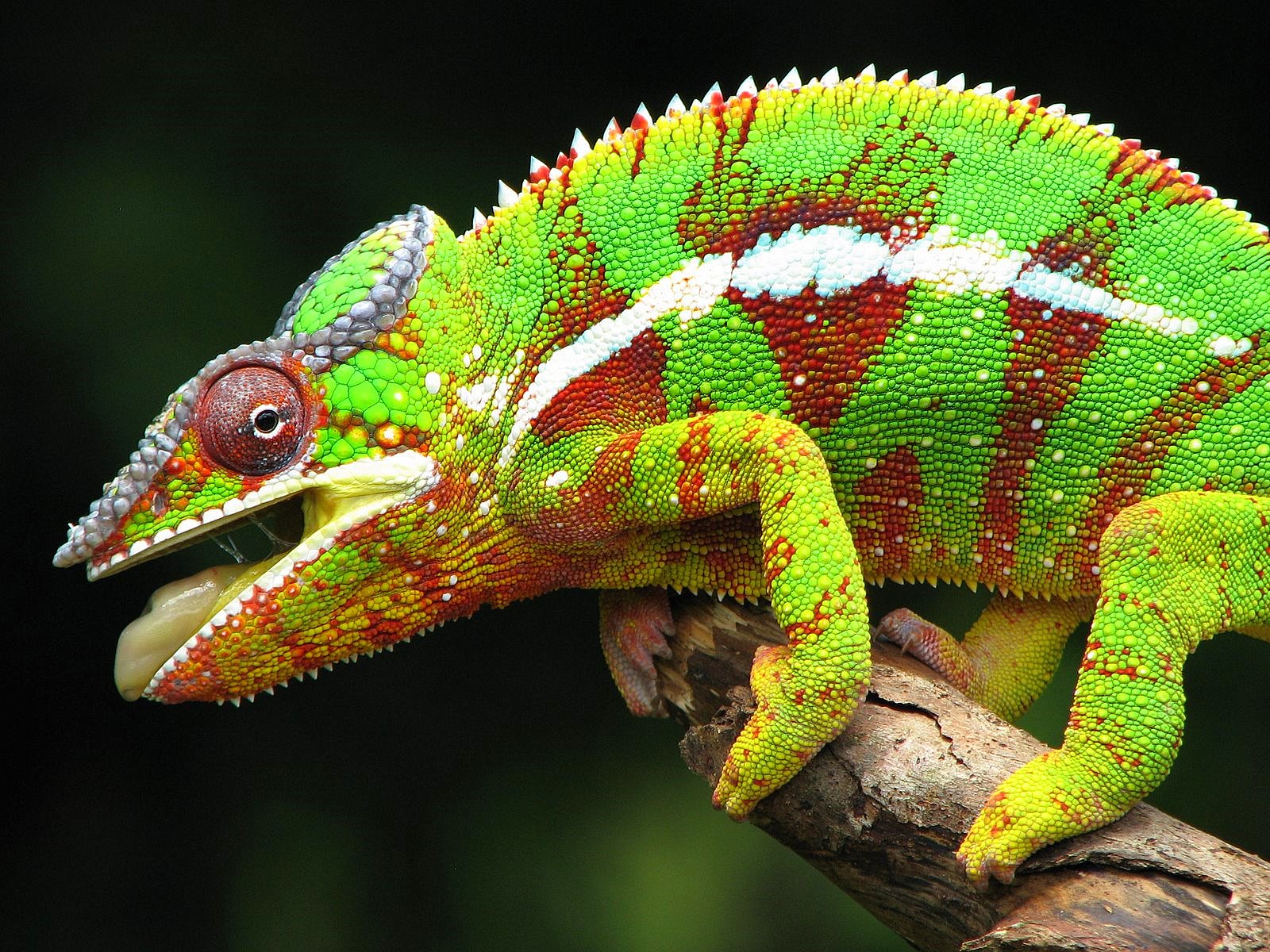 Chameleon | The Biggest Animals Kingdom
