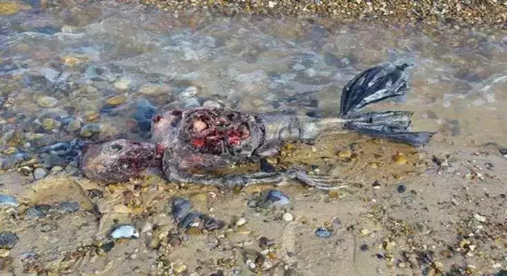 Μυστήριο με νεκρή «γοργόνα»- Το φριχτό πλάσμα που ξέβρασε η θάλασσα Μυστήριο με νεκρή «γοργόνα»- Το φριχτό πλάσμα που ξέβρασε η θάλασσα