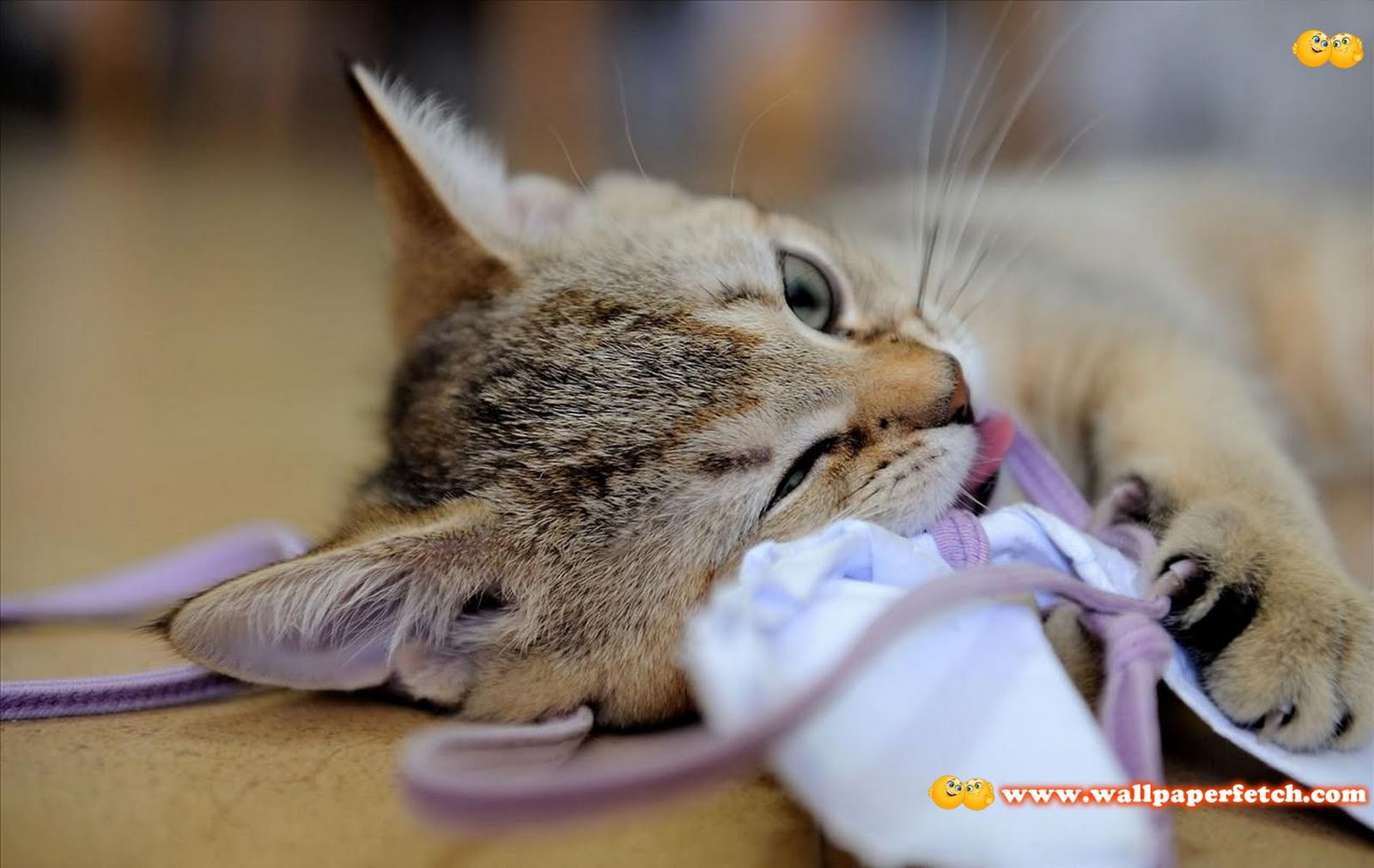 http://2.bp.blogspot.com/-_WBcmQNvi5Y/Ts-tzvQGJhI/AAAAAAAAB8g/lsIUPRyoSbM/s1600/HDPackSuperiorWallpapers201_050.jpg