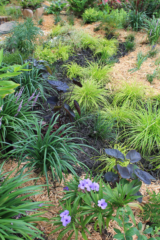 Mahonia Repens Stock Photo Picture And Rights Managed Image Pic